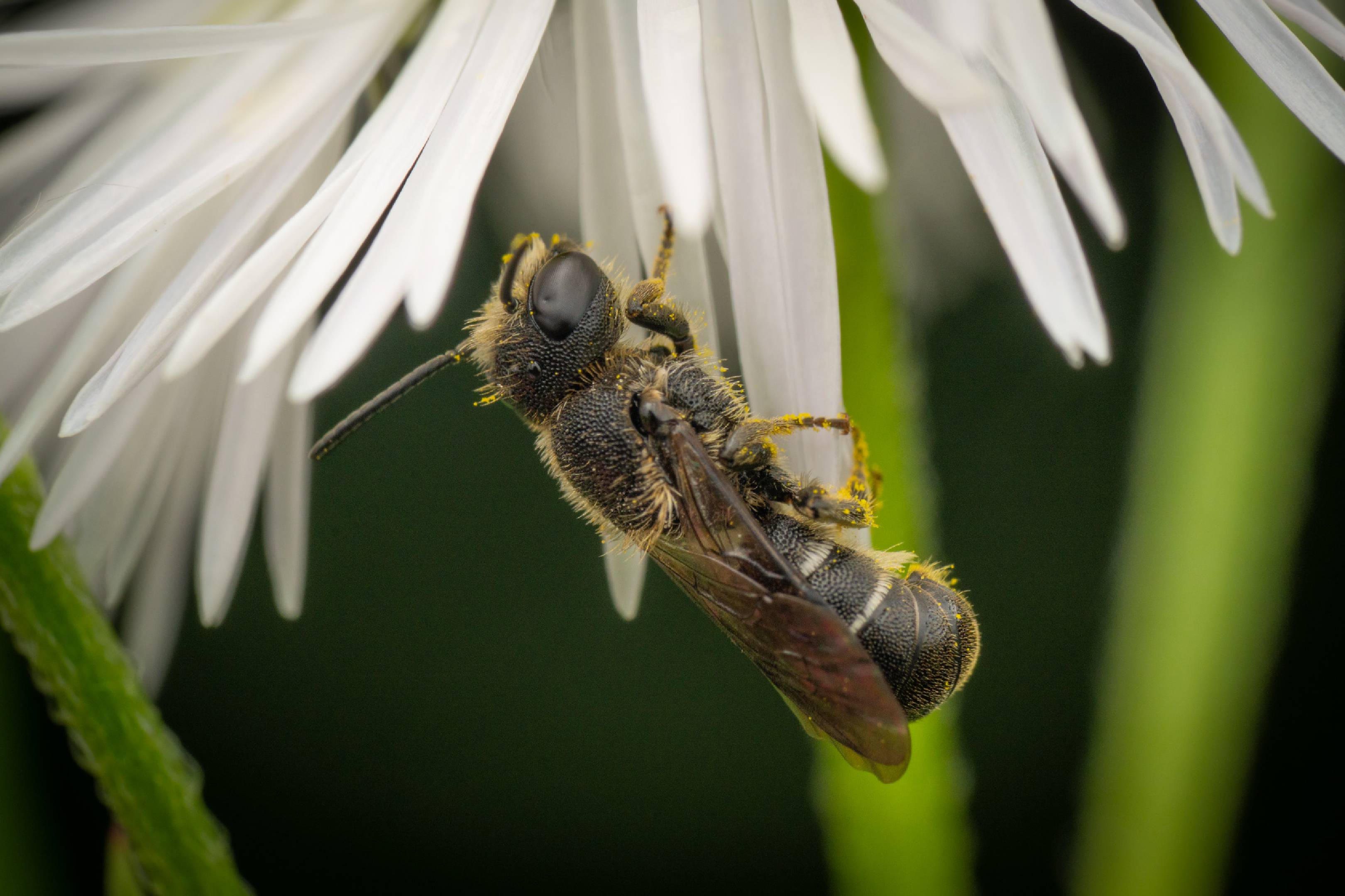 Mason, Leafcutter, Carder, and Resin Bees |  Mason, Leafcutter, Carder, and Resin Bees