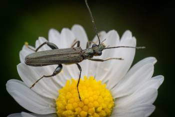 Oedemera virescens |  Oedemera virescens