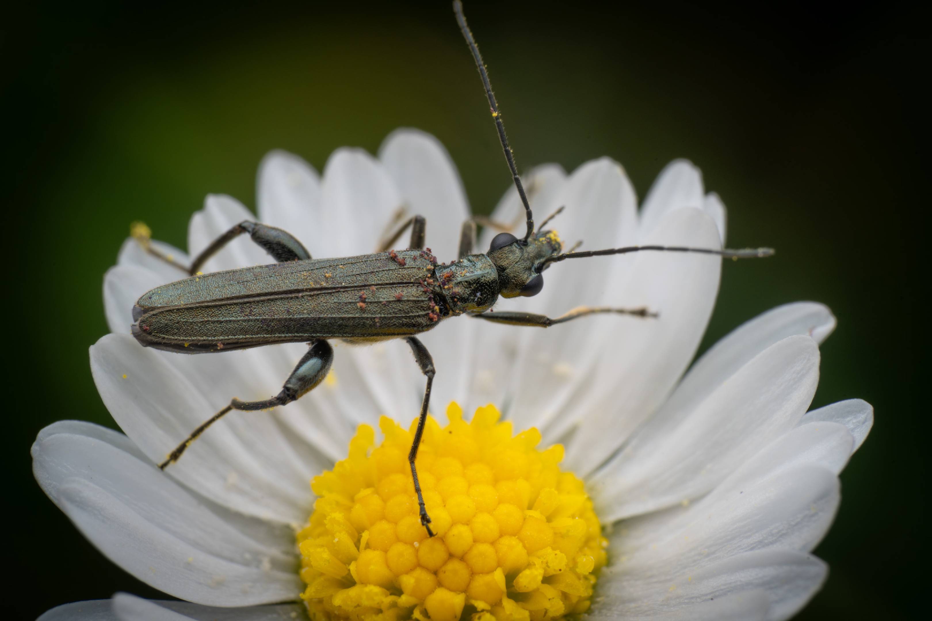Oedemera virescens |  Oedemera virescens