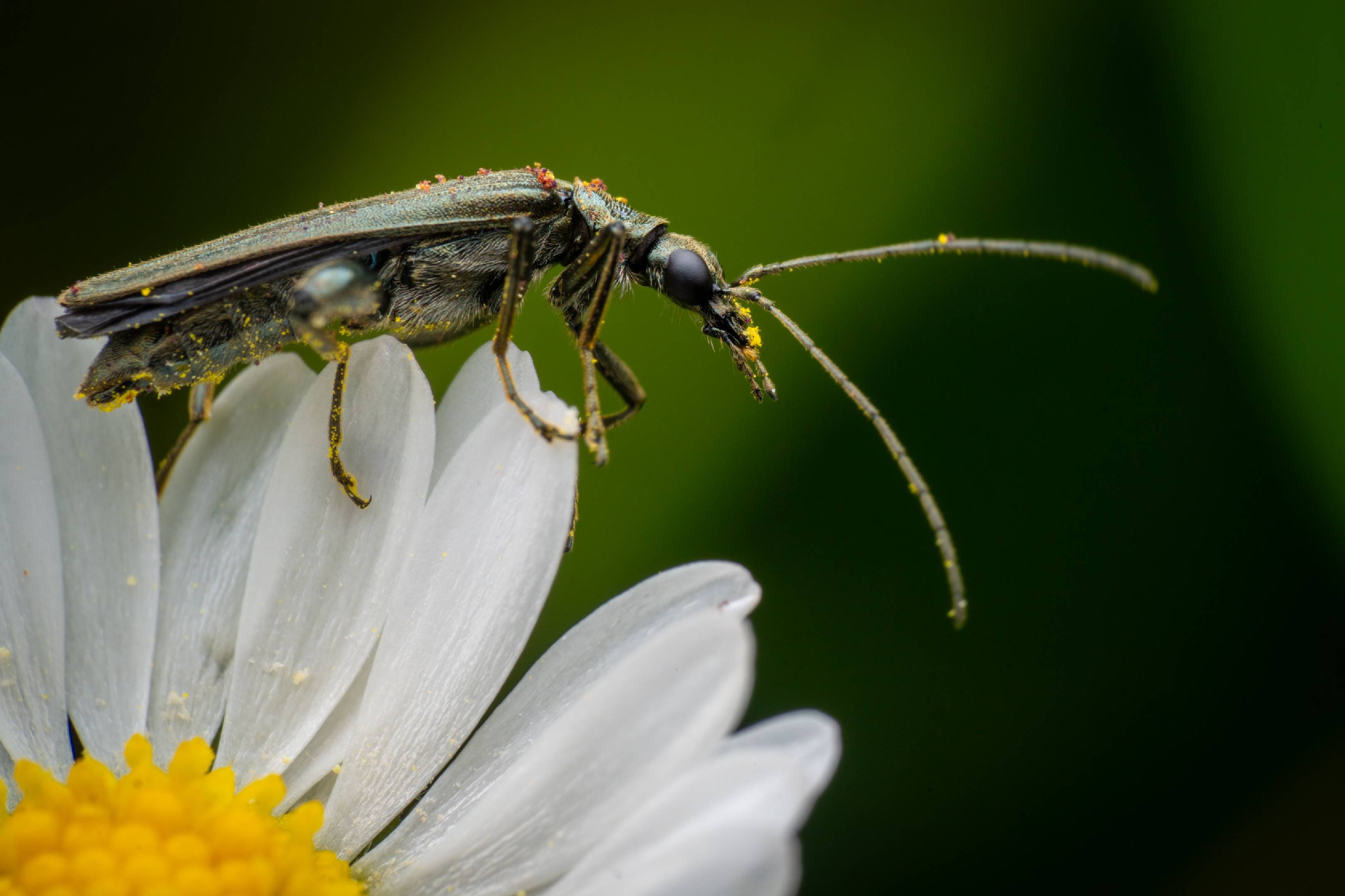 Oedemera virescens |  Oedemera virescens