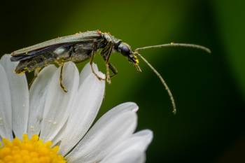 Oedemera virescens |  Oedemera virescens