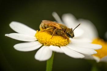 Furrow Bees |  Furrow Bees
