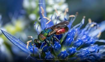 Chrysis ignita