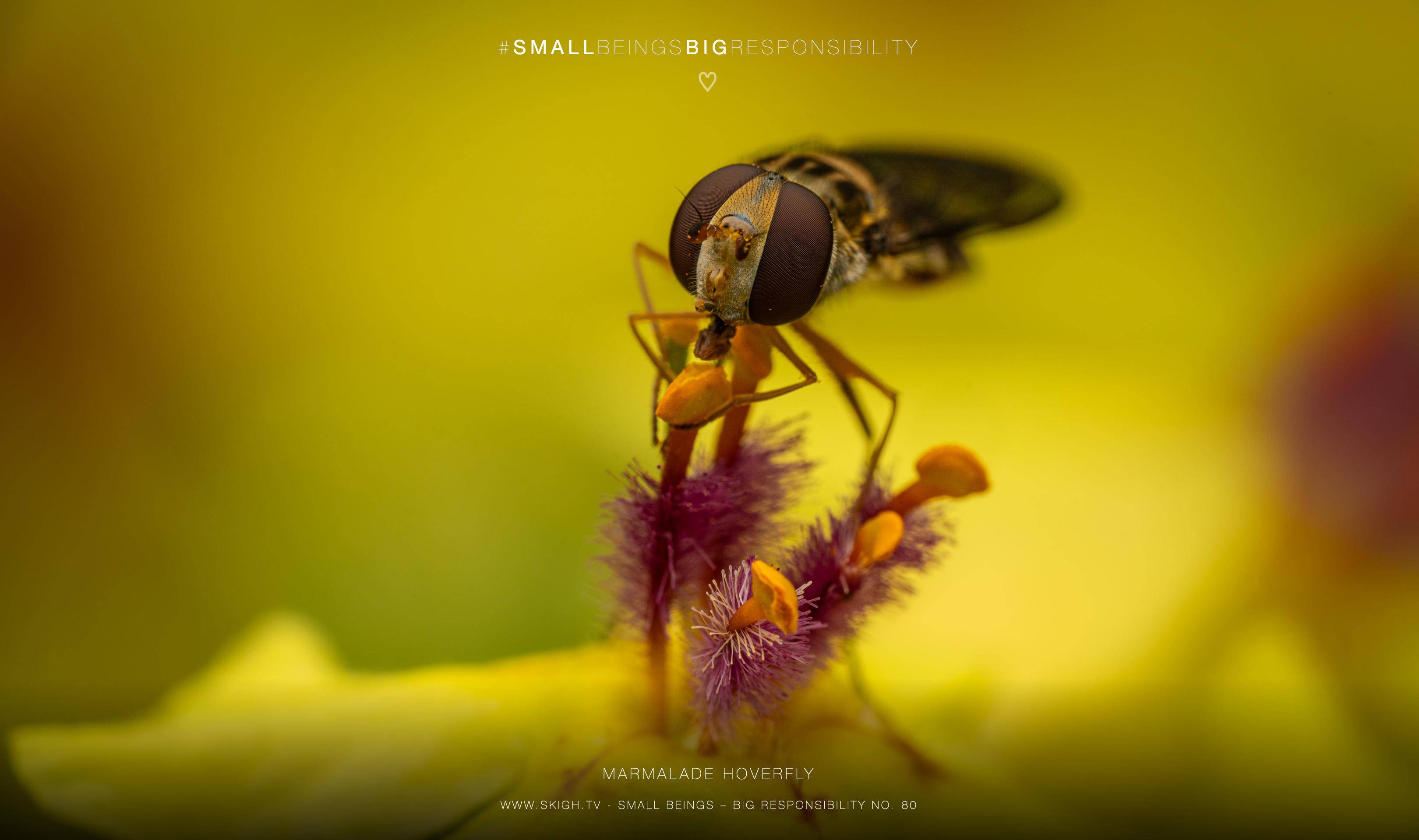 marmalade hoverfly | 1/250s * f14 * ISO 200 * 90mm - FE 90mm F2.8 Macro G OSS - Sony α7R V marmalade hoverfly
