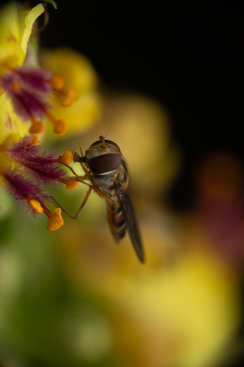 marmalade hoverfly