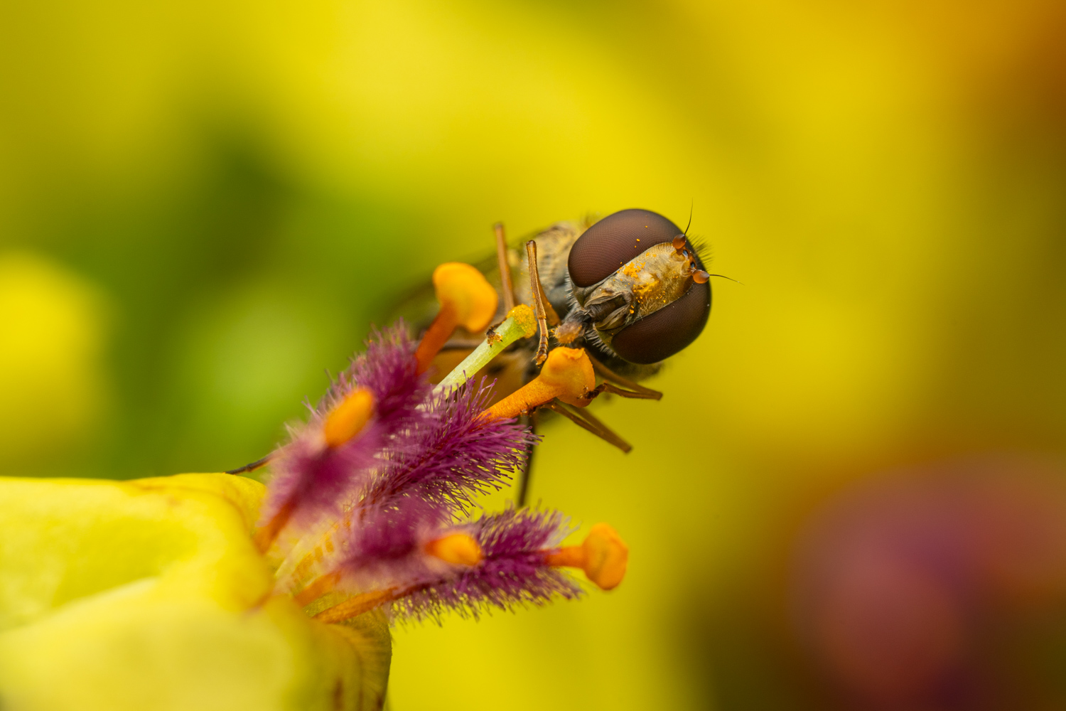 marmalade hoverfly