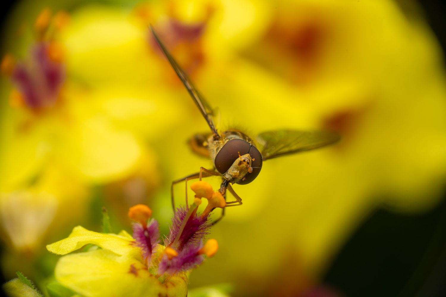 marmalade hoverfly