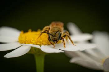 Furrow Bees |  Furrow Bees