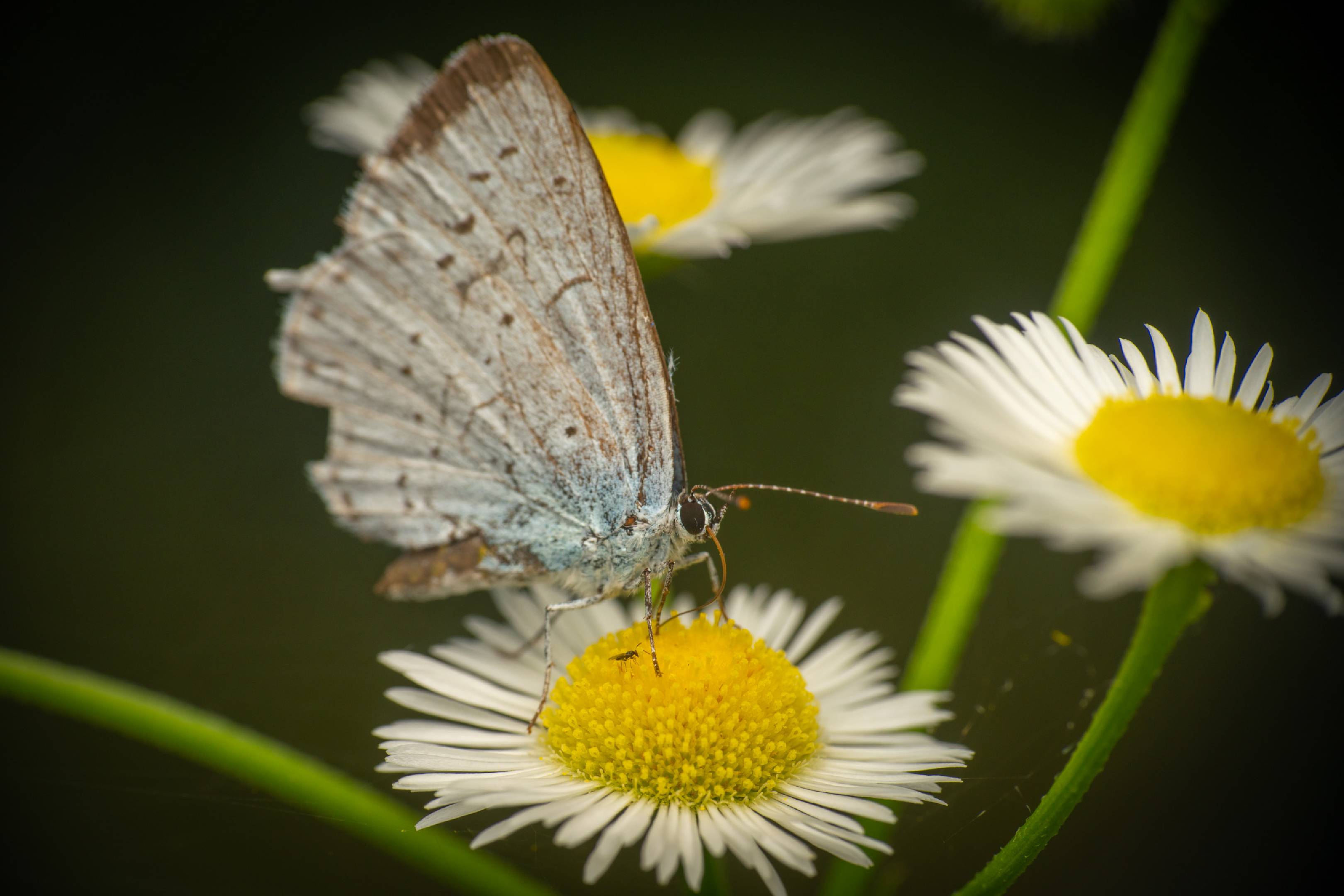 Holly Blue