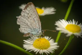 Holly Blue