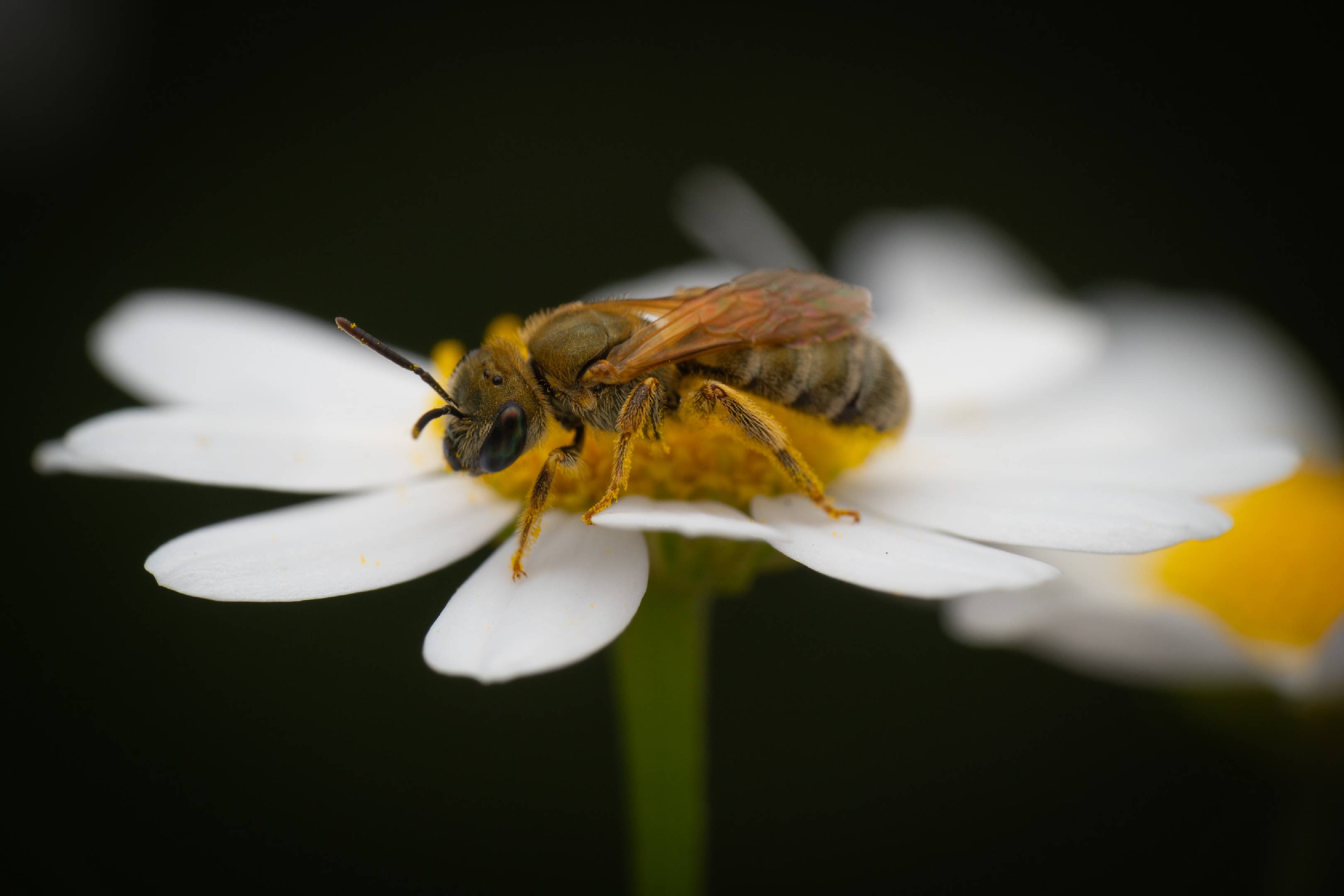 Furrow Bees |  Furrow Bees