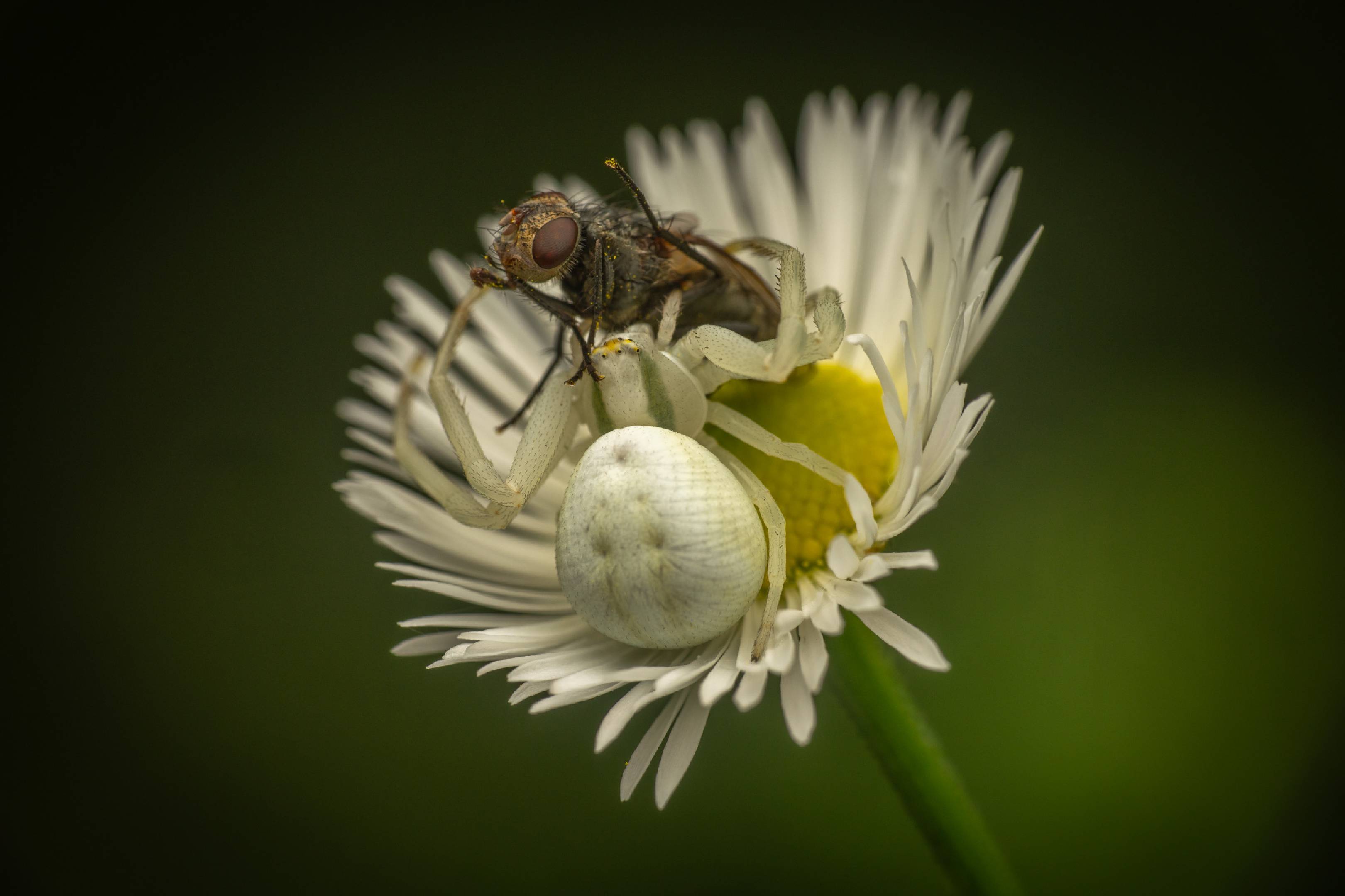 Goldenrod Crab Spider |  Goldenrod Crab Spider