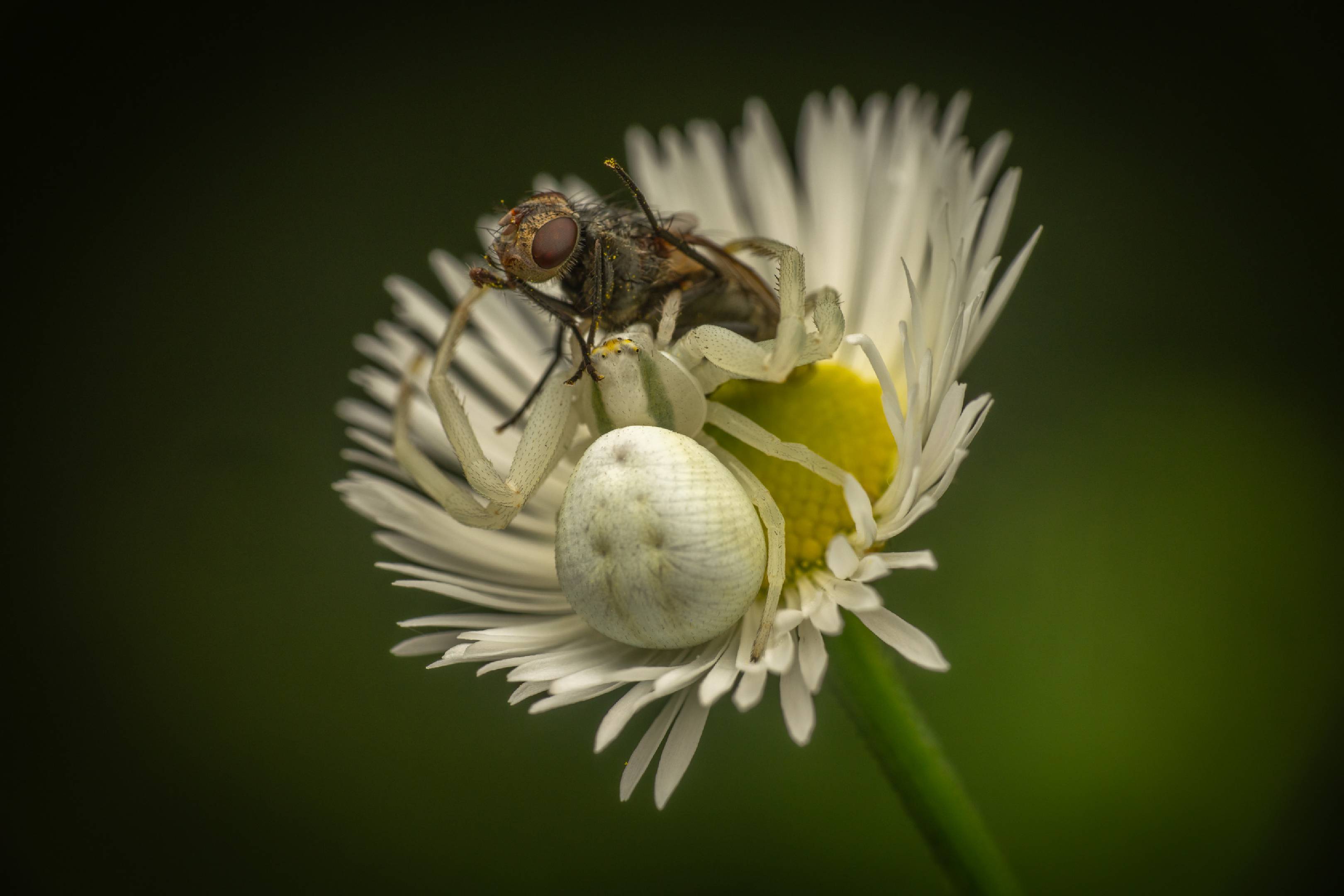 Goldenrod Crab Spider