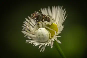 Goldenrod Crab Spider