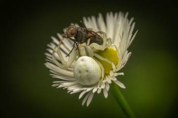Goldenrod Crab Spider |  Goldenrod Crab Spider