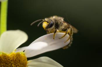 Cellophane Bees |  Cellophane Bees