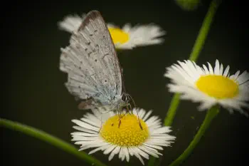 Holly Blue