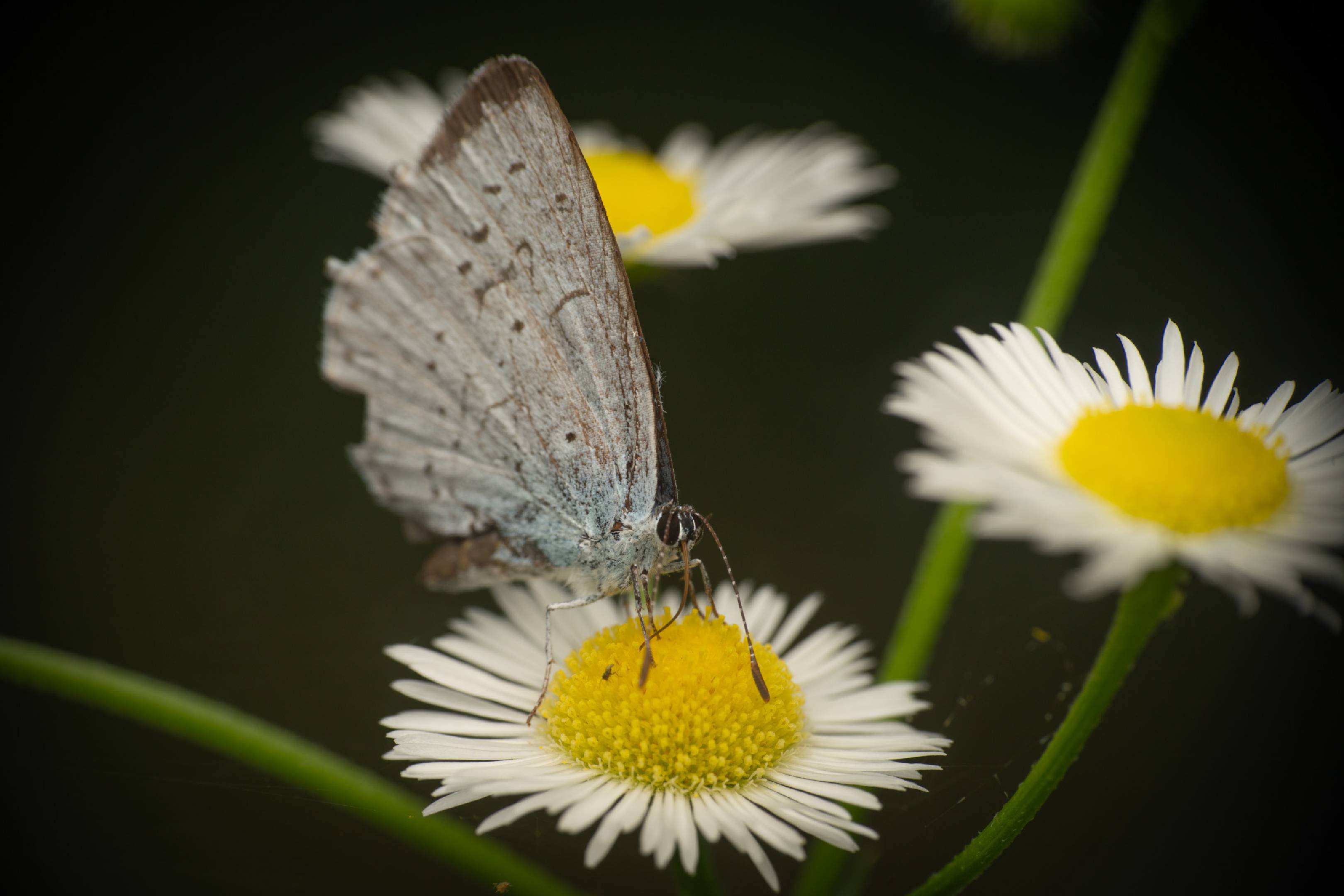 Holly Blue