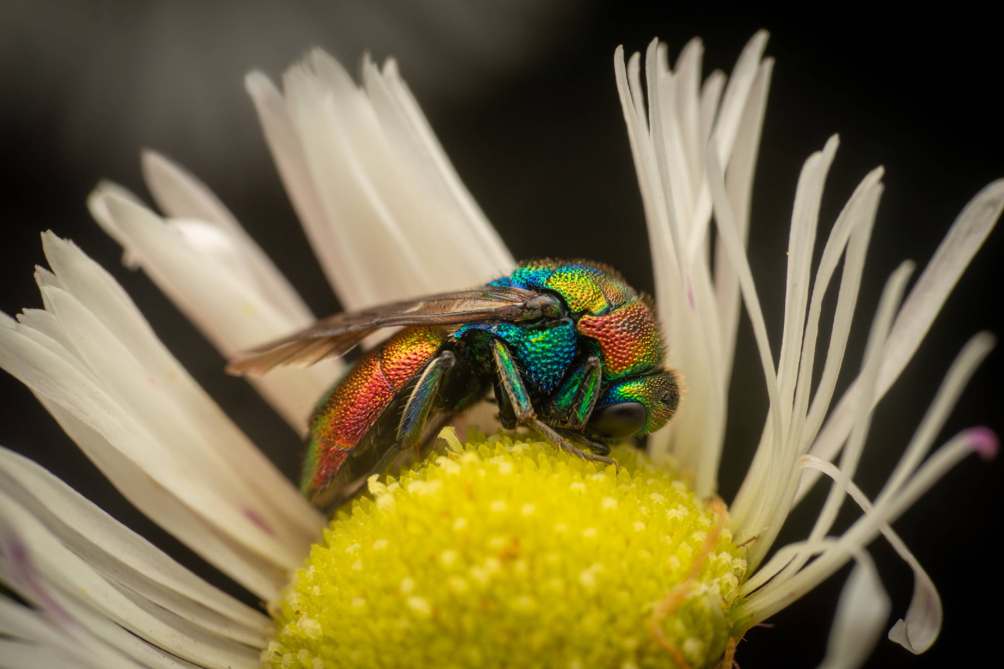 Chrysis ignita |  Chrysis ignita