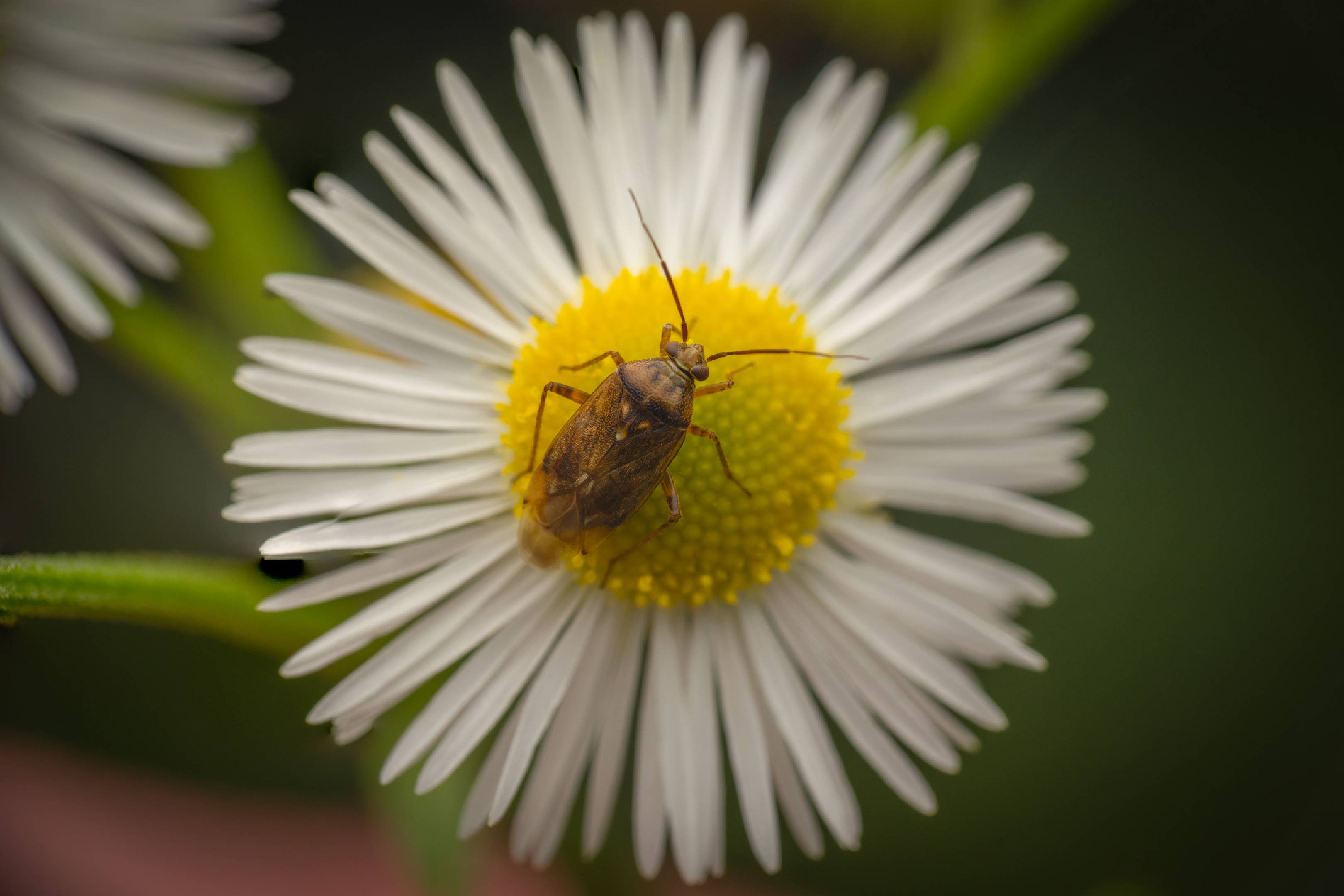 European Tarnished Plant Bug | European Tarnished Plant Bug