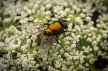 Common European Greenbottle Fly