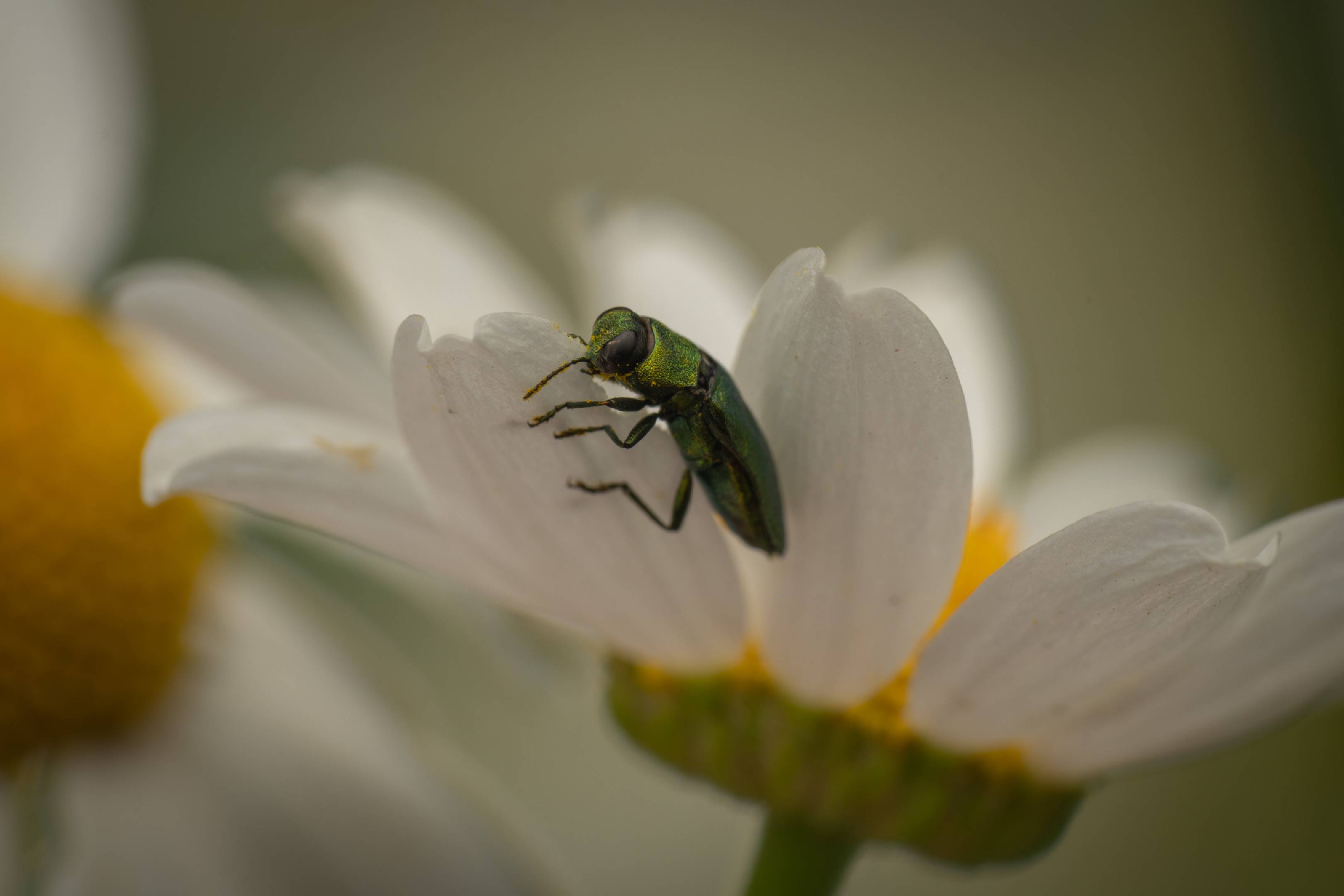 Anthaxia nitidula | Anthaxia nitidula