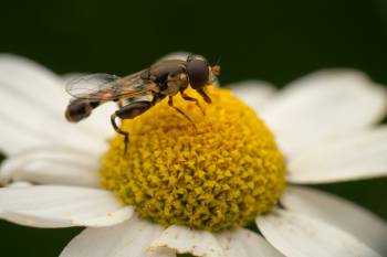 Thick-legged Hover Fly