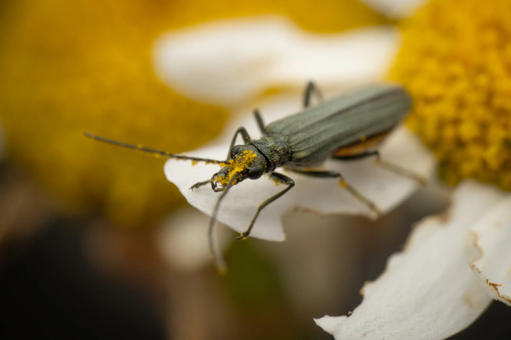 Oedemera lurida
