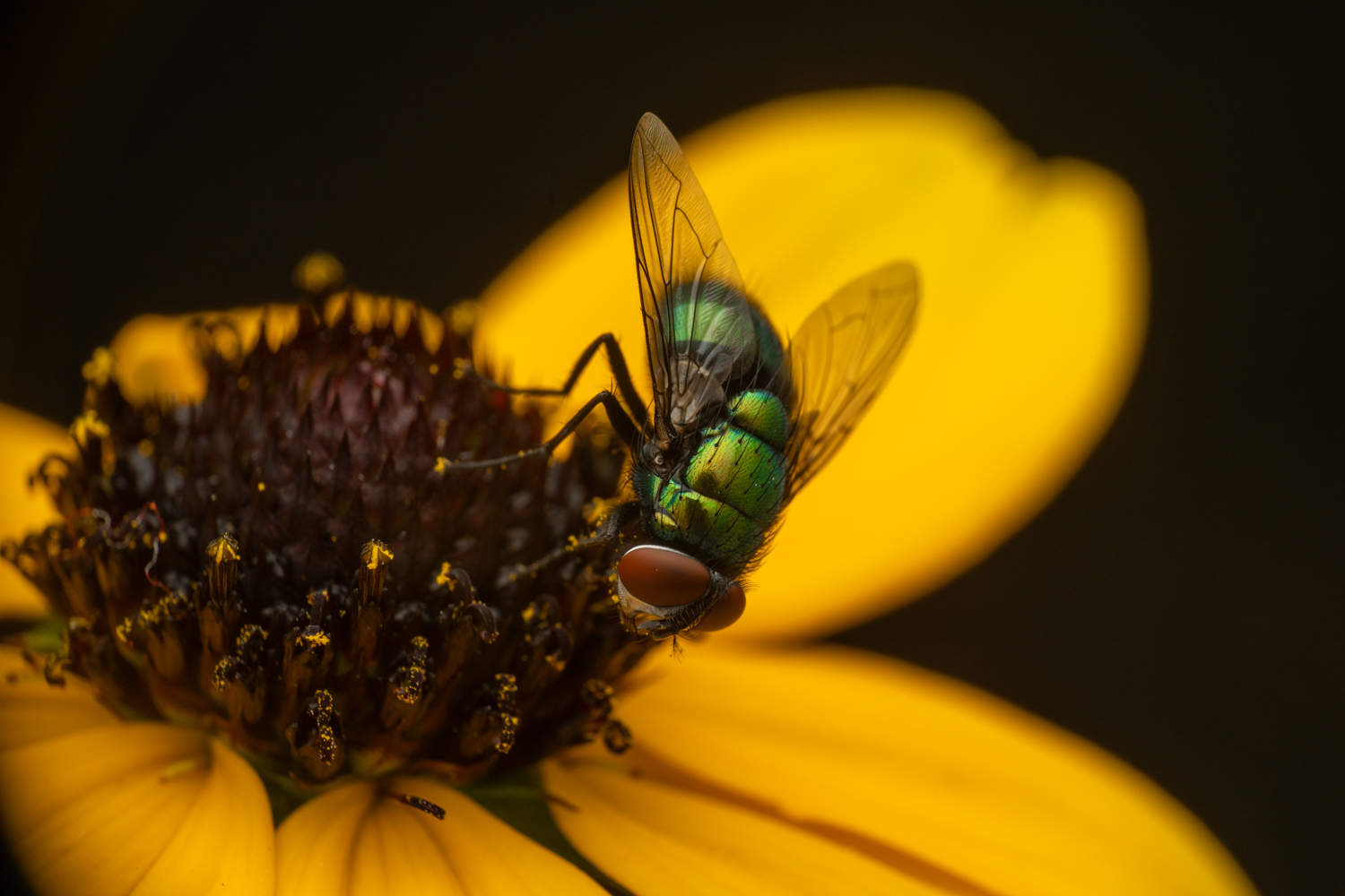 common green bottle fly