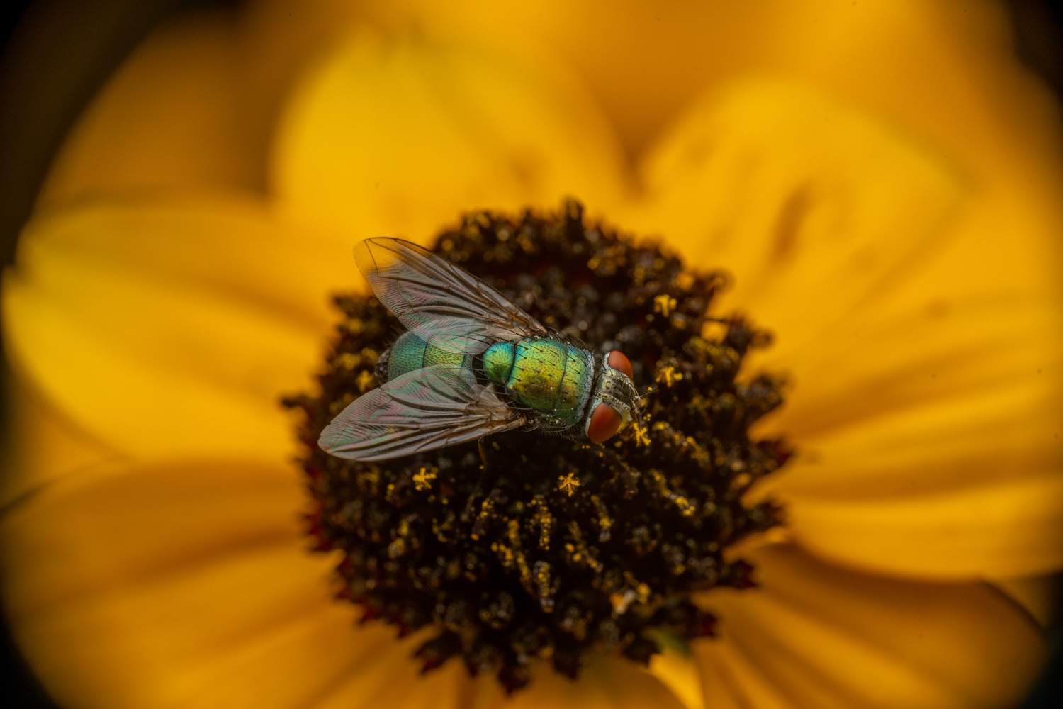 common green bottle fly