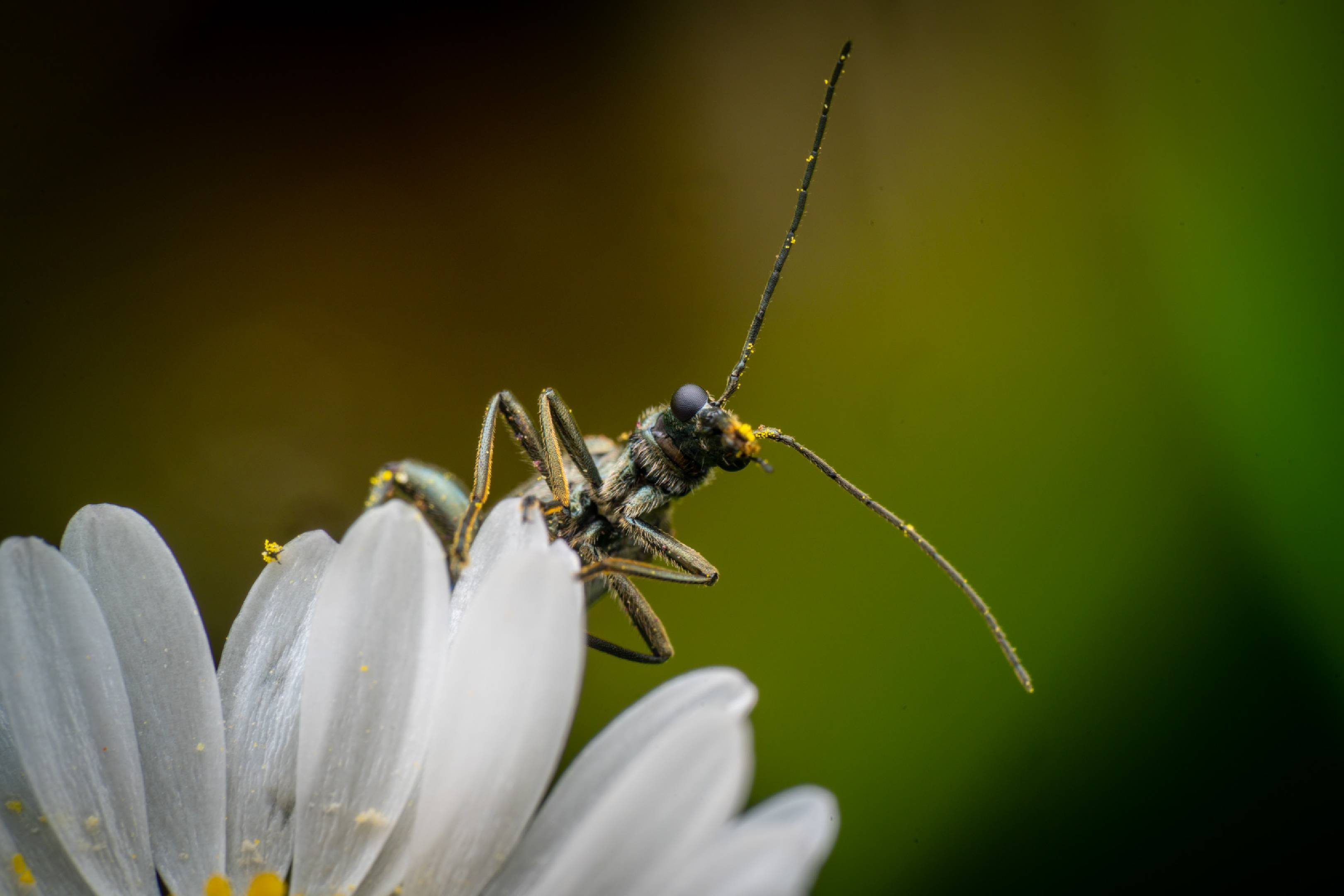 Oedemera virescens | Oedemera virescens