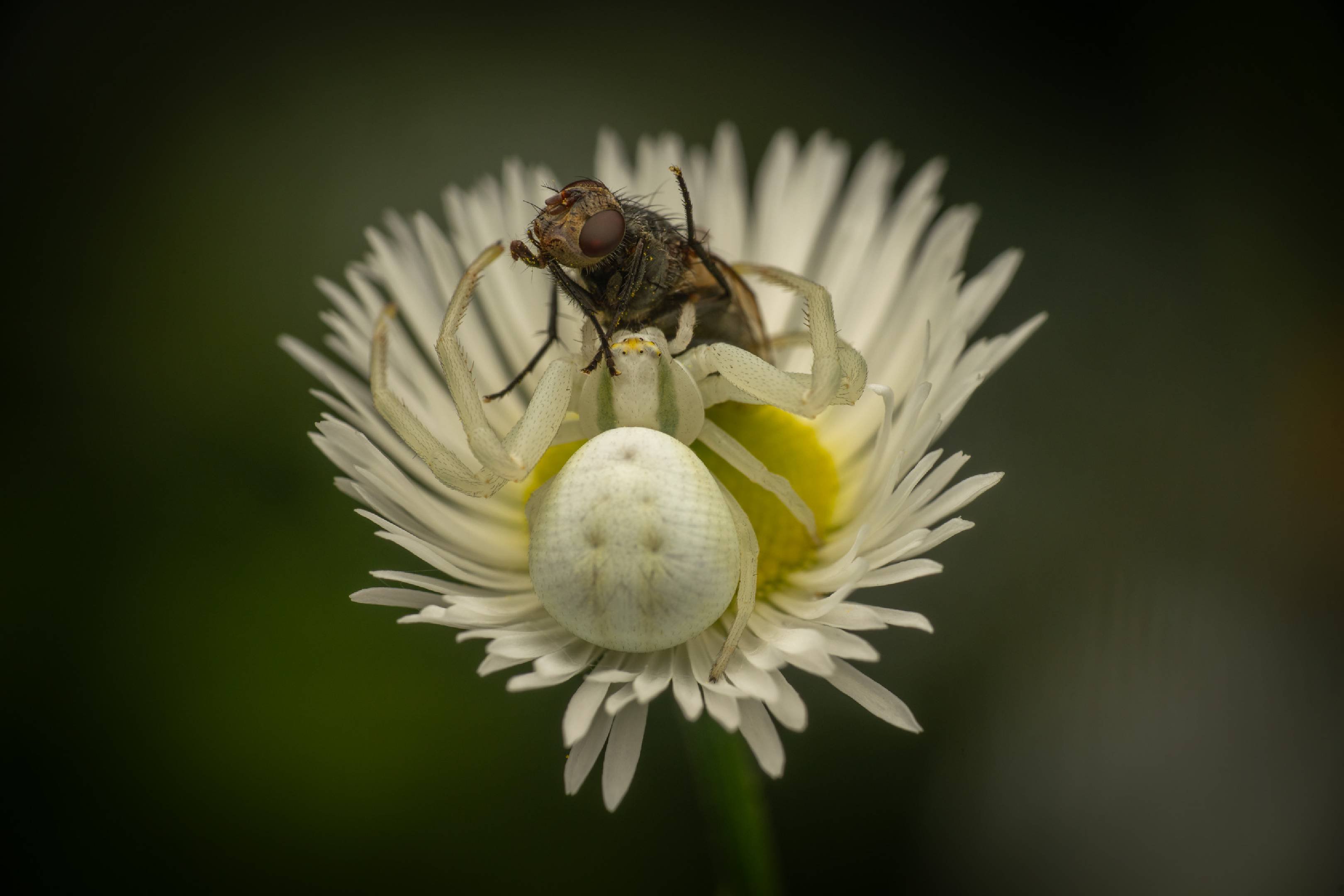 Goldenrod Crab Spider | Goldenrod Crab Spider