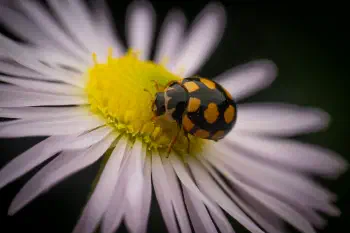 Coccinula quatuordecimpustulata