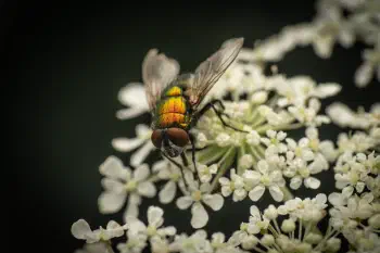 Common European Greenbottle Fly