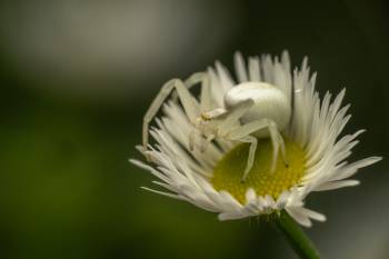 Goldenrod Crab Spider