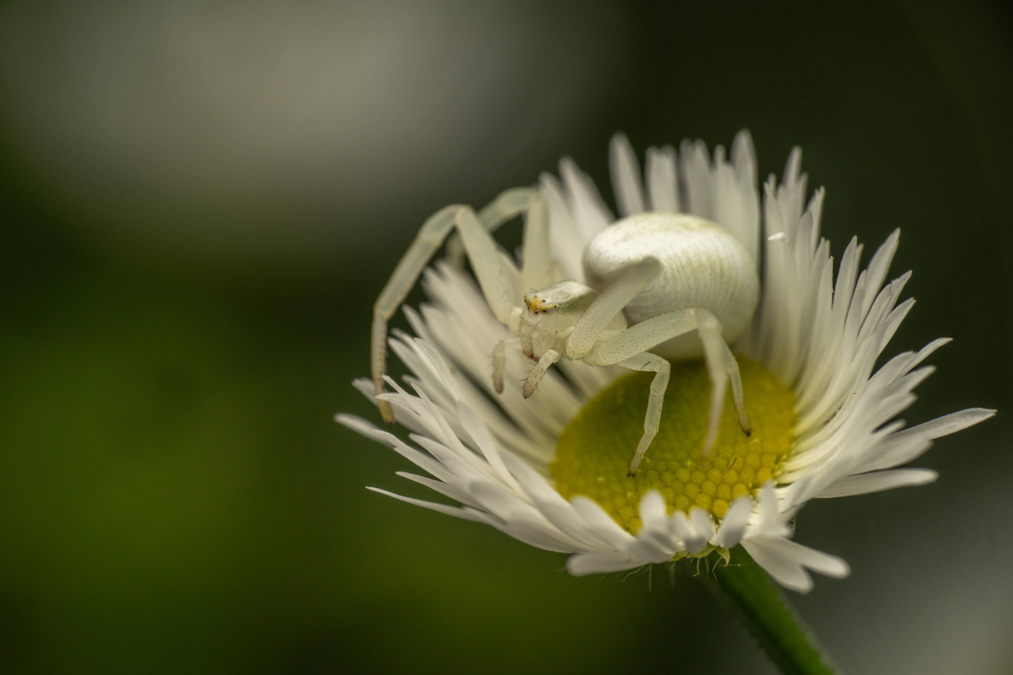 Goldenrod Crab Spider