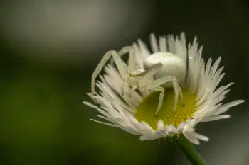 Goldenrod Crab Spider