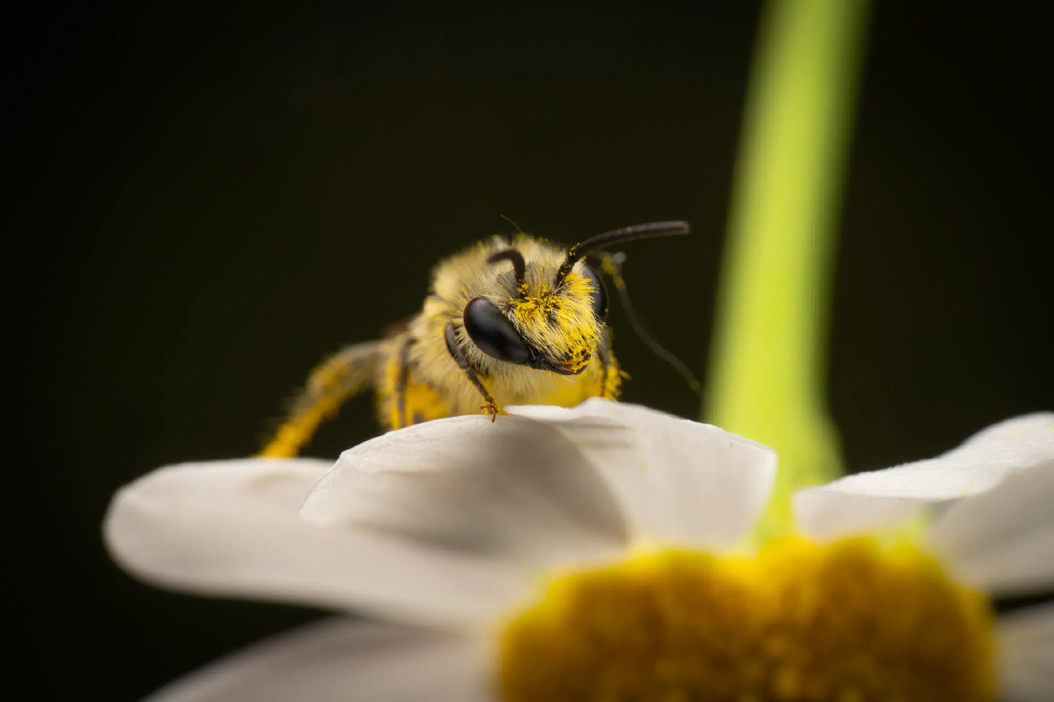 Cellophane Bees