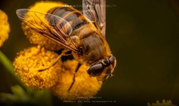 common drone fly