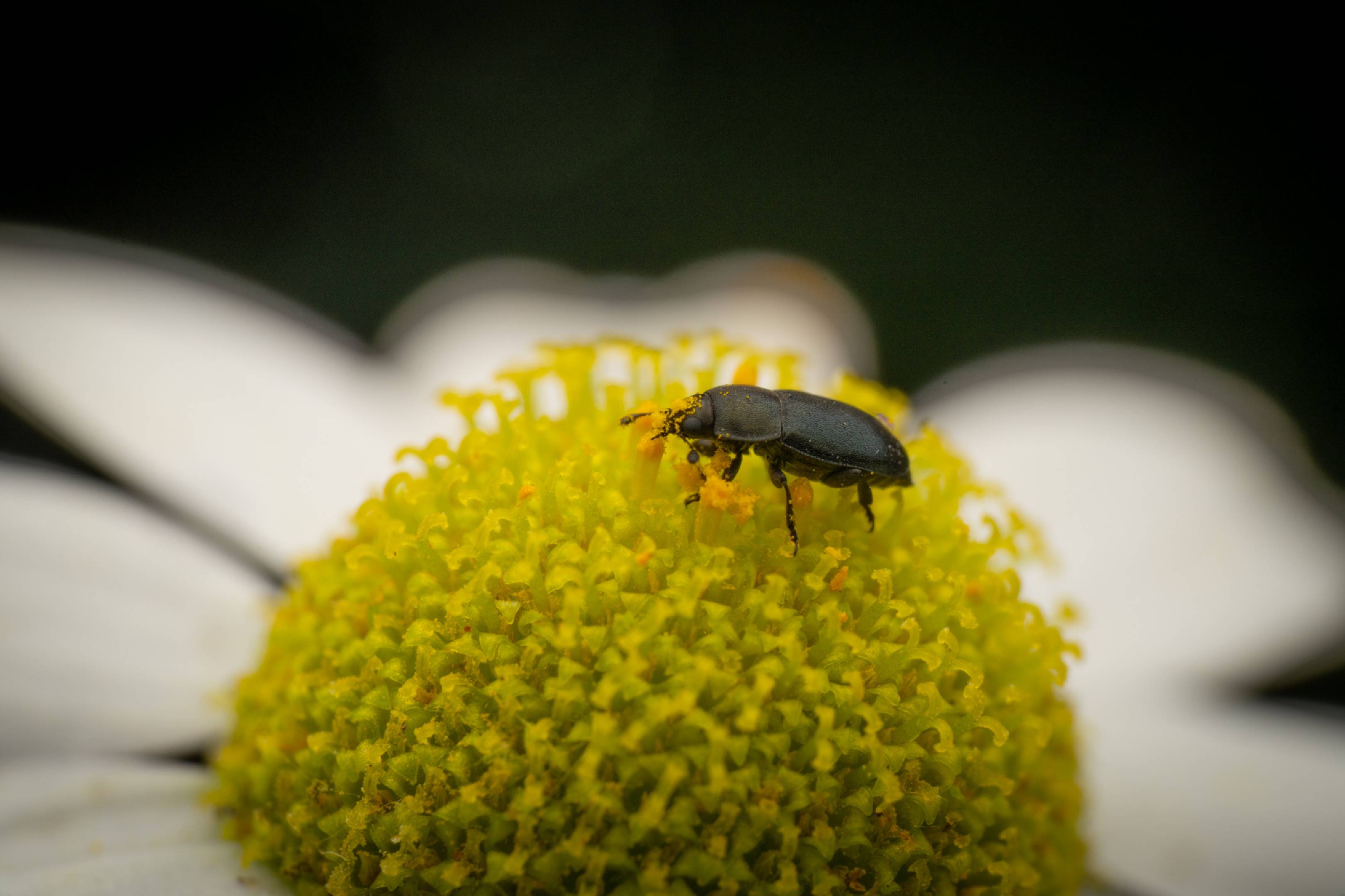 Common Pollen Beetle