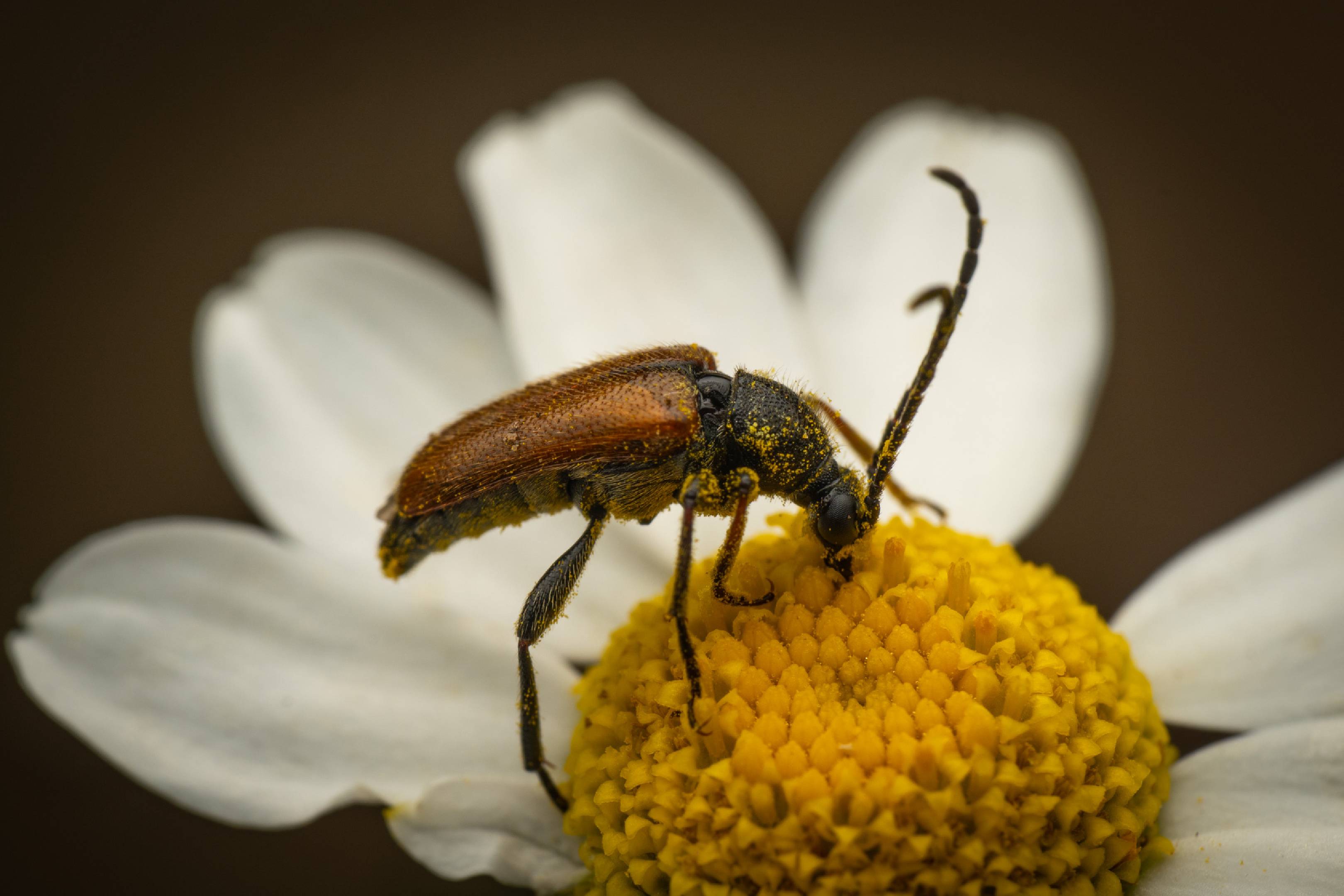 Fairy-ring Longhorn Beetle