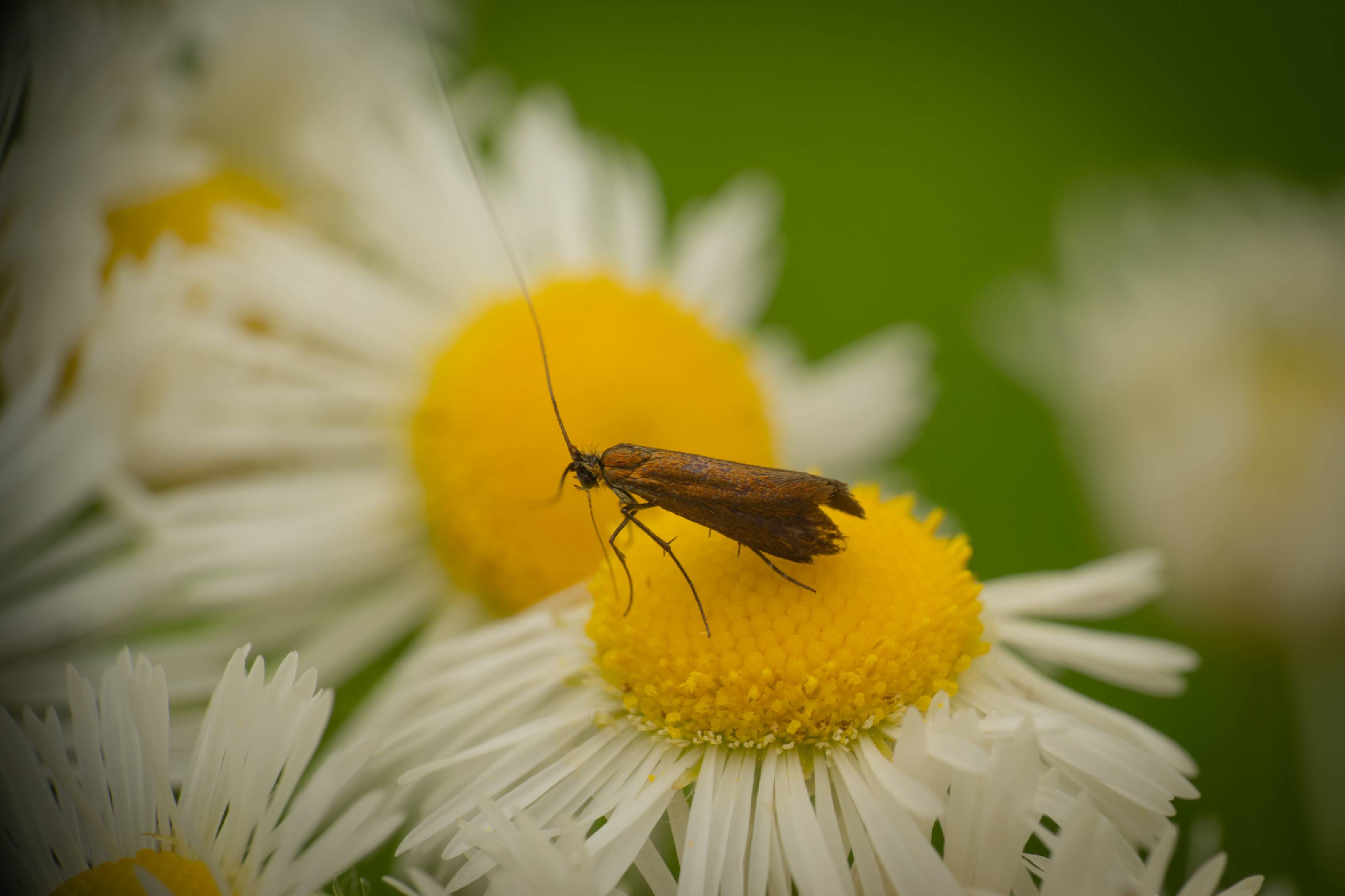 Adela violella | Adela violella