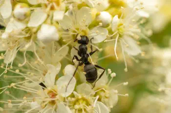 Wood, Mound, and Field Ants