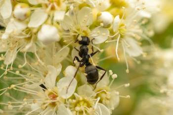 Wood, Mound, and Field Ants