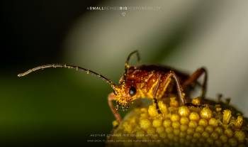 Another common red soldier beetle