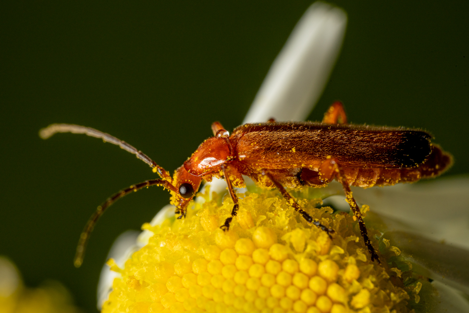 Another common red soldier beetle