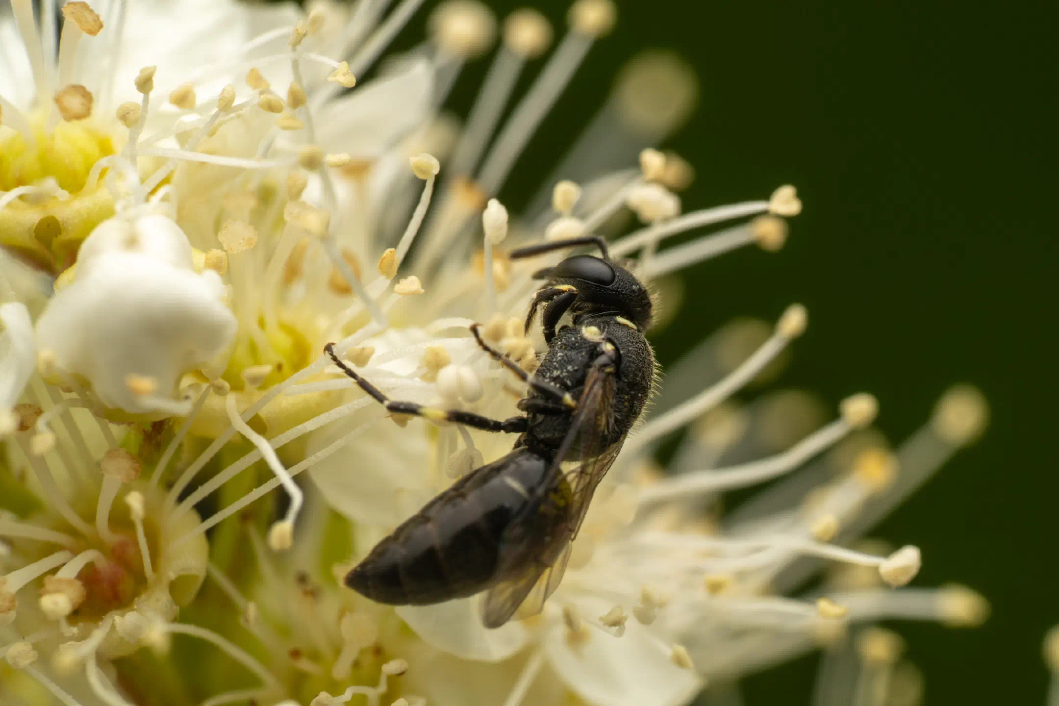 Masked Bees