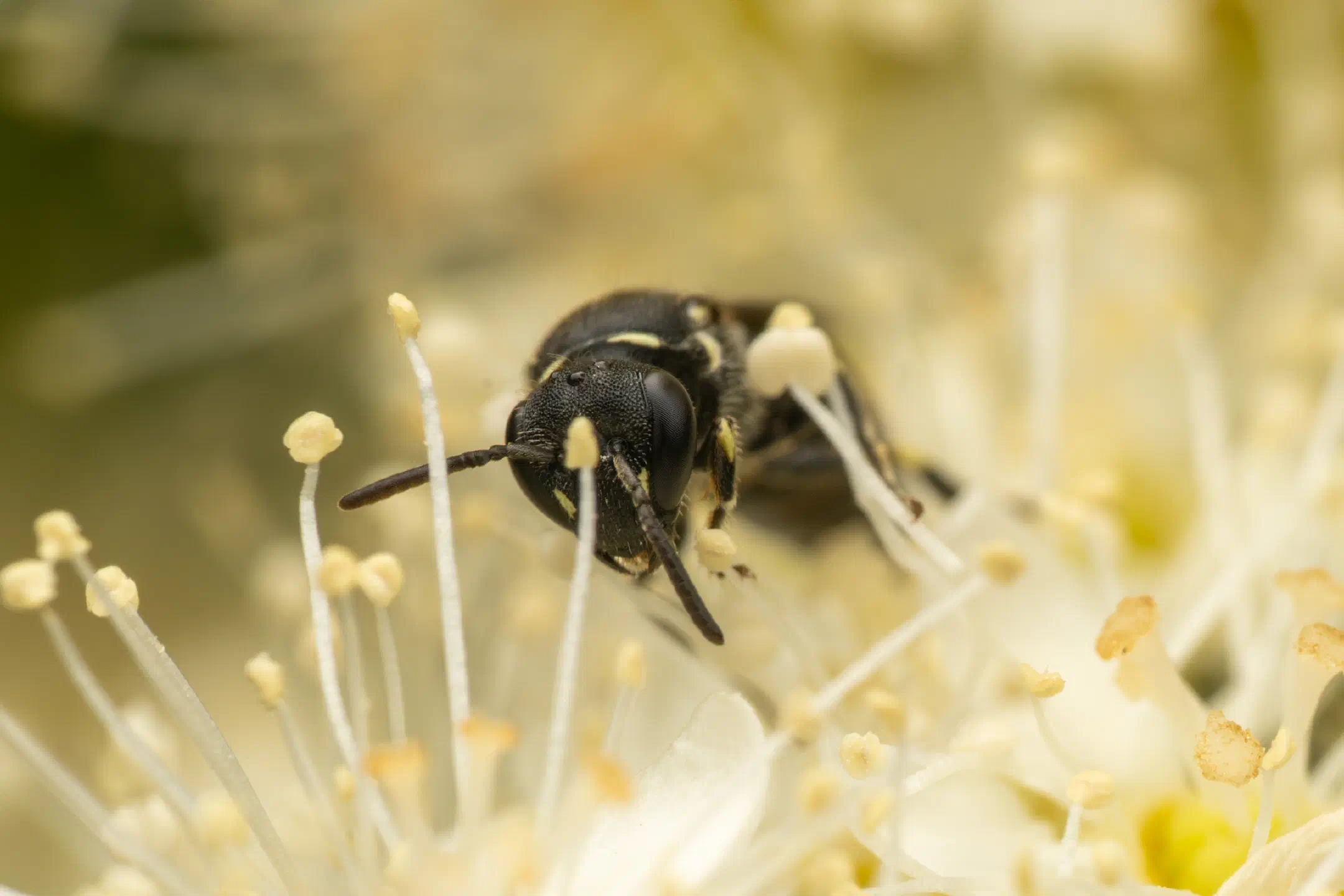 Masked Bees