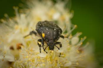 Mediterranean Spotted Chafer