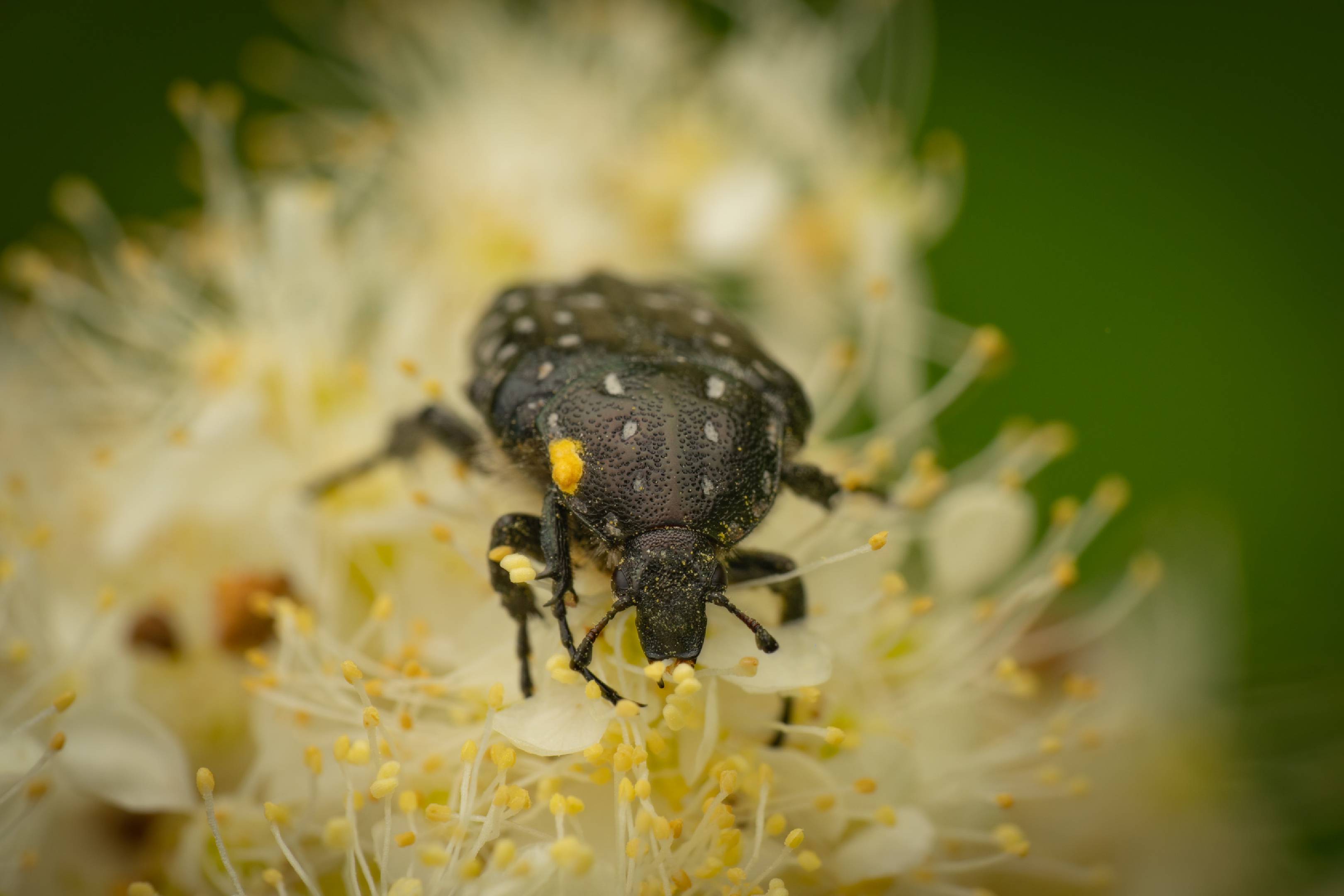 Mediterranean Spotted Chafer
